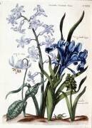 Jacinthe orientale blanche (Maria Sibylla Graff Merian) - Muzeo.com