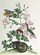 Jasmin : avec le serpent (Maria Sibylla Graff Merian) - Muzeo.com