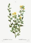 Jasminum fruticans (Pierre Joseph Redouté) - Muzeo.com