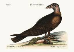 La buse turque (Mark Catesby) - Muzeo.com