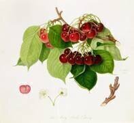 La cerise du duc de mai (William Hooker) - Muzeo.com