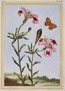 La Fleur Tachetée des Incas (Pierre-Joseph Buchoz) - Muzeo.com