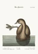 La Foulque à bec varié (Mark Catesby) - Muzeo.com