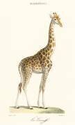 La Girafe (Florent Prevos) - Muzeo.com