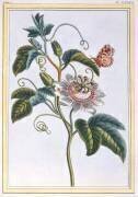 La Grenadille (Pierre-Joseph Buchoz) - Muzeo.com