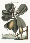 La mésange des Bahamas (Mark Catesby) - Muzeo.com