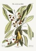 La mésange jaune (Mark Catesby) - Muzeo.com