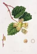 La noix de cob (William Hooker) - Muzeo.com