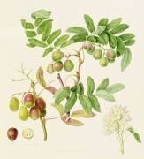 La pomme de crabe de service en forme de poire (William Hooker) - Muzeo.com
