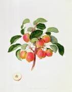 La pomme de crabe tartare (William Hooker) - Muzeo.com