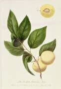 La prune de New York Washington (William Hooker) - Muzeo.com