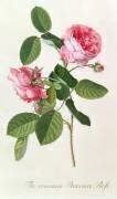 La rose commune de Provence (Georg Dionysius Ehret) - Muzeo.com