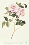 La Rose de York et Lancaster (Georg Dionysius Ehret) - Muzeo.com