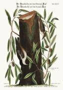 La Sittelle (Mark Catesby) - Muzeo.com