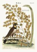 L'alouette (Mark Catesby) - Muzeo.com