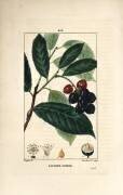 Laurier-Cerise (Pierre Jean Francois Turpin) - Muzeo.com