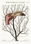Le bec du Flamant de grandeur naturelle (Mark Catesby) - Muzeo.com