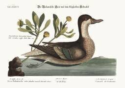 Le canard d'Ilathera (Mark Catesby) - Muzeo.com