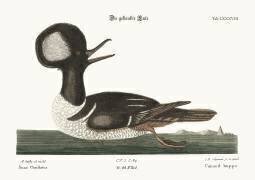 Le canard à crête ronde (Mark Catesby) - Muzeo.com