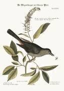 Le chat-oiseau (Mark Catesby) - Muzeo.com