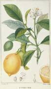 Le Citronier (Pierre Jean Francois Turpin) - Muzeo.com