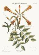 Le colibri (Mark Catesby) - Muzeo.com
