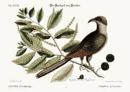 Le coucou de Caroline (Mark Catesby) - Muzeo.com