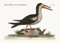 Le coupeur d'eau (Mark Catesby) - Muzeo.com