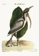 Le Courlis blanc (Mark Catesby) - Muzeo.com