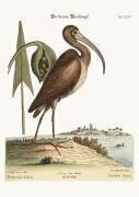 Le courlis brun (Mark Catesby) - Muzeo.com