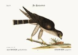 Le faucon pigeon (Mark Catesby) - Muzeo.com