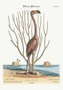 Le Flamant (Mark Catesby) - Muzeo.com
