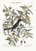 Le gobe-mouche à tête noire (Mark Catesby) - Muzeo.com