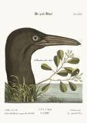 Le grand fou (Mark Catesby) - Muzeo.com