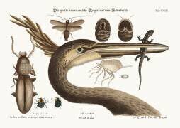 Le grand héron hupé (Mark Catesby) - Muzeo.com