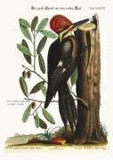 Le grand pic à crête rouge (Mark Catesby) - Muzeo.com