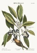 Le grimpereau des pins (Mark Catesby) - Muzeo.com