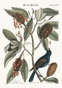 Le gros-bec bleu (Mark Catesby) - Muzeo.com