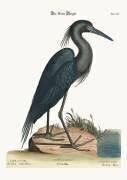 Le héron bleu (Mark Catesby) - Muzeo.com