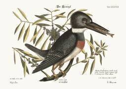 Le martin-pêcheur (Mark Catesby) - Muzeo.com