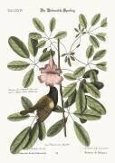 Le moineau des Bahamas (Mark Catesby) - Muzeo.com