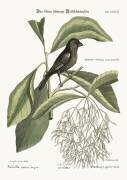 Le petit bouvreuil noir (Mark Catesby) - Muzeo.com