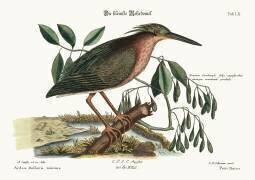 Le petit butor (Mark Catesby) - Muzeo.com