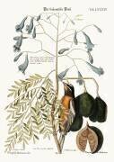 Le pinson des Bahamas (Mark Catesby) - Muzeo.com