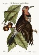 Le piverd à ailes dorées (Mark Catesby) - Muzeo.com