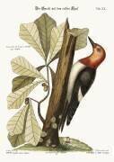 Le piverd à tête rouge (Mark Catesby) - Muzeo.com