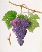 Le raisin de Poonah (William Hooker) - Muzeo.com