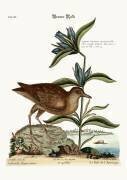 Le Rale de l'amérique (Mark Catesby) - Muzeo.com