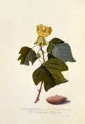 Le tulipier de Virginie (Georg Dionysius Ehret) - Muzeo.com