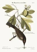 Le Tyran (Mark Catesby) - Muzeo.com